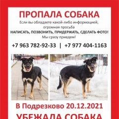 Подробнее об объявлении «Пропала собака подрезково Химки» Фото: пропала собака  «Пропала собака подрезково Химки» в г. Химки