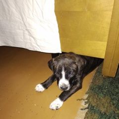 Подробнее об объявлении «Донецк (ДНР) Пропала собака» Фото: пропала собака Американский стаффордширский терьер «Донецк (ДНР) Пропала собака» в г. Донецк (ДНР)