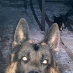 Подробнее об объявлении «Краснодар Пропала собака кобель немецкая овчарка потерялась в районе кск» Фото: пропала собака Немецкая овчарка «Краснодар Пропала собака кобель немецкая...» в г. Краснодар