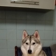 Подробнее об объявлении «Ульяновск Пропала собака порода хаски» Фото: пропала собака  «Ульяновск Пропала собака порода хаски» в г. Ульяновск
