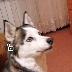 Подробнее об объявлении «Казань Пропала собака» Фото: пропала собака Сибирская хаски «Казань Пропала собака» в г. Казань