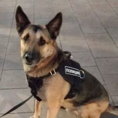 Подробнее об объявлении «Мичуринск Пропала собака кобель метис овчарки» Фото: пропала собака  «Мичуринск Пропала собака кобель метис овчарки» в г. Мичуринск