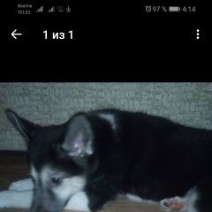 Подробнее об объявлении «Пропала собака кобель помись хаски Венев» Фото: пропала собака  «Пропала собака кобель помись хаски Венев» в г. Венев