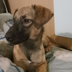 Подробнее об объявлении «Пропала собака щенок 5 месяцев Санкт-Петербург» Фото: пропала собака  «Пропала собака щенок 5 месяцев Санкт-Петербург» в г. Санкт-Петербург