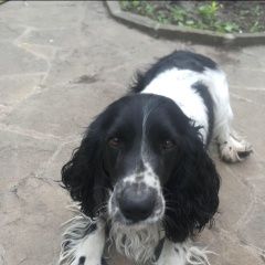 Подробнее об объявлении «Шахты Пропала собака кобель русский спаниэль» Фото: пропала собака  «Шахты Пропала собака кобель русский спаниэль» в г. Шахты