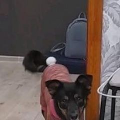 Подробнее об объявлении «Липецк Пропала собака» Фото: пропала собака  «Липецк Пропала собака» в г. Липецк