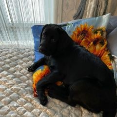 Подробнее об объявлении «Лобня Пропала собака кобель» Фото: пропала собака Лабрадор ретривер «Лобня Пропала собака кобель» в г. Лобня