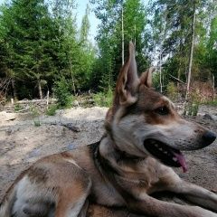 Подробнее об объявлении «Пропала собака кобель Санкт-Петербург» Фото: пропала собака  «Пропала собака кобель Санкт-Петербург» в г. Санкт-Петербург