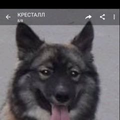 Подробнее об объявлении «Сургут Пропала собака кобель пес кобель умка. жил на б» Фото: пропала собака Ханаанская собака «Сургут Пропала собака кобель пес кобель умка....» в г. Сургут
