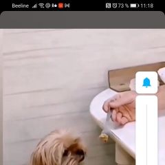 Подробнее об объявлении «Пропала собака кобель Новотроицк» Фото: пропала собака  «Пропала собака кобель Новотроицк» в г. Новотроицк