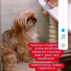 Картинка пропала собака В городе Новотроицк пропал кобелёк. Новотроицк