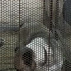 Подробнее об объявлении «Ростов-на-Дону Пропала собака кобель помогите вернуть любимца» Фото: пропала собака Среднеазиатская овчарка «Ростов-на-Дону Пропала собака кобель помогите...» в г. Ростов-на-Дону