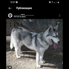 Подробнее об объявлении «Ростов-на-Дону Пропала собака» Фото: пропала собака Сибирская хаски «Ростов-на-Дону Пропала собака» в г. Ростов-на-Дону