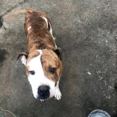 Подробнее об объявлении «Донецк (ДНР) Пропала собака девочка стафф» Фото: пропала собака Стаффордширский бультерьер «Донецк (ДНР) Пропала собака девочка стафф» в г. Донецк (ДНР)