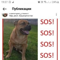 Подробнее об объявлении «Пропала собака кобель очень ищут и ждут Уфа» Фото: пропала собака  «Пропала собака кобель очень ищут и ждут Уфа» в г. Уфа