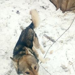 Картинка пропала собака В городе Старое Шайгово потерялась сабачка. Старое Шайгово
