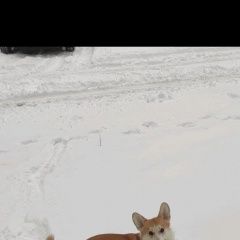 Подробнее об объявлении «Пропала собака кобель Самара» Фото: пропала собака Вельш корги «Пропала собака кобель Самара» в г. Самара