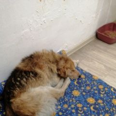 Подробнее об объявлении «Чита Пропала собака кобель» Фото: пропала собака  «Чита Пропала собака кобель» в г. Чита