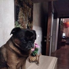 Подробнее об объявлении «Пропала собака кобель порода : гладкошерстный грифон Санкт-Петербург» Фото: пропала собака Мопс «Пропала собака кобель порода : гладкошерстный...» в г. Санкт-Петербург