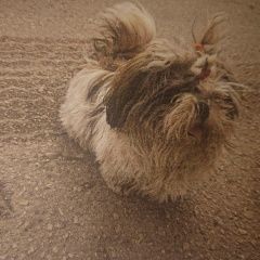 Подробнее об объявлении «Пропала собака Симферополь» Фото: пропала собака  «Пропала собака Симферополь» в г. Симферополь