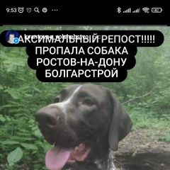 Подробнее об объявлении «Ростов-на-Дону Пропала собака кобель помогите найти макса» Фото: пропала собака Курцхаар «Ростов-на-Дону Пропала собака кобель помогите...» в г. Ростов-на-Дону