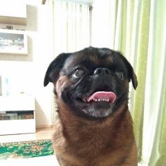 Подробнее об объявлении «Пропала собака кобель Санкт-Петербург» Фото: пропала собака Брюссельский гриффон «Пропала собака кобель Санкт-Петербург» в г. Санкт-Петербург