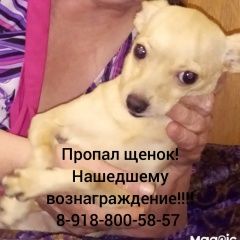 Подробнее об объявлении «Пропала собака кобель чихуа-хуа, мальчик. Кочубеевское» Фото: пропала собака Чихуахуа «Пропала собака кобель чихуа-хуа, мальчик....» в г. Кочубеевское