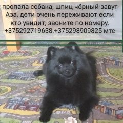 Подробнее об объявлении «Витебск Пропала собака черный шпиц с белыми волосками на груде» Фото: пропала собака Немецкий шпиц «Витебск Пропала собака черный шпиц с белыми...» в г. Витебск