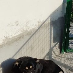 Подробнее об объявлении «Ростов-на-Дону Пропала собака кобель» Фото: пропала собака  «Ростов-на-Дону Пропала собака кобель» в г. Ростов-на-Дону