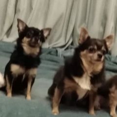 Подробнее об объявлении «Пропала собака фрунзенский район проспект славы Санкт-Петербург» Фото: пропала собака  «Пропала собака фрунзенский район проспект славы...» в г. Санкт-Петербург