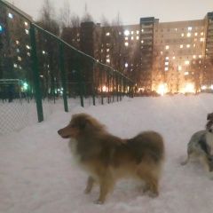 Подробнее об объявлении «Пропала собака шелти Санкт-Петербург» Фото: пропала собака Шелти «Пропала собака шелти Санкт-Петербург» в г. Санкт-Петербург