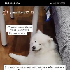 Подробнее об объявлении «Красноярск Пропала собака самоед» Фото: пропала собака Самоедская лайка «Красноярск Пропала собака самоед» в г. Красноярск