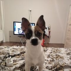 Подробнее об объявлении «Пропала собака Санкт-Петербург» Фото: пропала собака  «Пропала собака Санкт-Петербург» в г. Санкт-Петербург