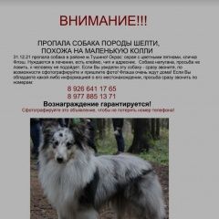 Подробнее об объявлении «Пропала собака кобель Москва» Фото: пропала собака Шелти «Пропала собака кобель Москва» в г. Москва