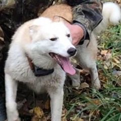Картинка пропала собака В городе Хиславичи потерялась собака. Хиславичи