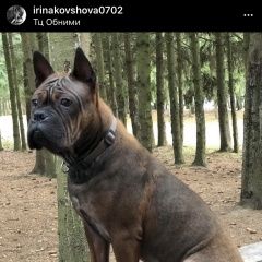 Подробнее об объявлении «Обнинск Пропала собака кобель шоколадный бульдог» Фото: пропала собака  «Обнинск Пропала собака кобель шоколадный бульдог» в г. Обнинск