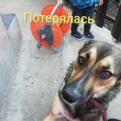 Подробнее об объявлении «Краснодар Пропала собака джесси, дворянка» Фото: пропала собака  «Краснодар Пропала собака джесси, дворянка» в г. Краснодар