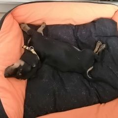 Подробнее об объявлении «Пропала собака Бирск» Фото: пропала собака Такса «Пропала собака Бирск» в г. Бирск