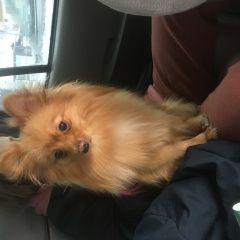 Подробнее об объявлении «Пропала собака Венев» Фото: пропала собака Померанский шпиц «Пропала собака Венев» в г. Венев