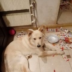 Подробнее об объявлении «Пропала собака кобель помогите найти Королев» Фото: пропала собака  «Пропала собака кобель помогите найти Королев» в г. Королев