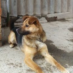 Подробнее об объявлении «Ростов-на-Дону Пропала собака кобель» Фото: пропала собака  «Ростов-на-Дону Пропала собака кобель» в г. Ростов-на-Дону