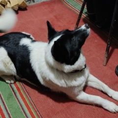 Подробнее об объявлении «Набережные Челны Пропала собака» Фото: пропала собака Русско-европейская лайка «Набережные Челны Пропала собака» в г. Набережные Челны