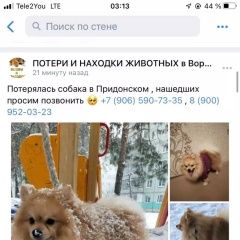 Подробнее об объявлении «Пропала собака кобель Воронеж» Фото: пропала собака Померанский шпиц «Пропала собака кобель Воронеж» в г. Воронеж