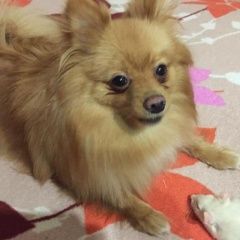 Подробнее об объявлении «Пропала собака Венев» Фото: пропала собака Немецкий шпиц «Пропала собака Венев» в г. Венев