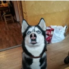 Подробнее об объявлении «Лобня Пропала собака кобель помогите потеряшке вернуться домой» Фото: пропала собака Сибирская хаски «Лобня Пропала собака кобель помогите потеряшке...» в г. Лобня