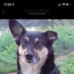 Подробнее об объявлении «Пропала собака помогите найти за вознаграждения Красково» Фото: пропала собака  «Пропала собака помогите найти за вознаграждения...» в г. Красково
