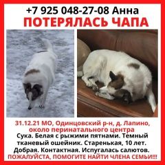 Подробнее об объявлении «Одинцово Пропала собака чапа» Фото: пропала собака  «Одинцово Пропала собака чапа» в г. Одинцово