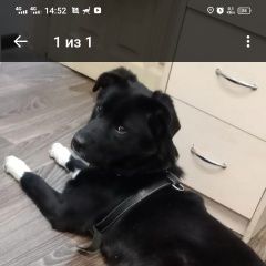 Подробнее об объявлении «Пропала собака ` Орехово-Зуево» Фото: пропала собака  «Пропала собака ` Орехово-Зуево» в г. Орехово-Зуево