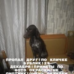 Подробнее об объявлении «Краснодар Пропала собака кобель» Фото: пропала собака  «Краснодар Пропала собака кобель» в г. Краснодар
