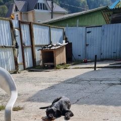 Подробнее об объявлении «Пропала собака кобель 1 января Сочи» Фото: пропала собака  «Пропала собака кобель 1 января Сочи» в г. Сочи